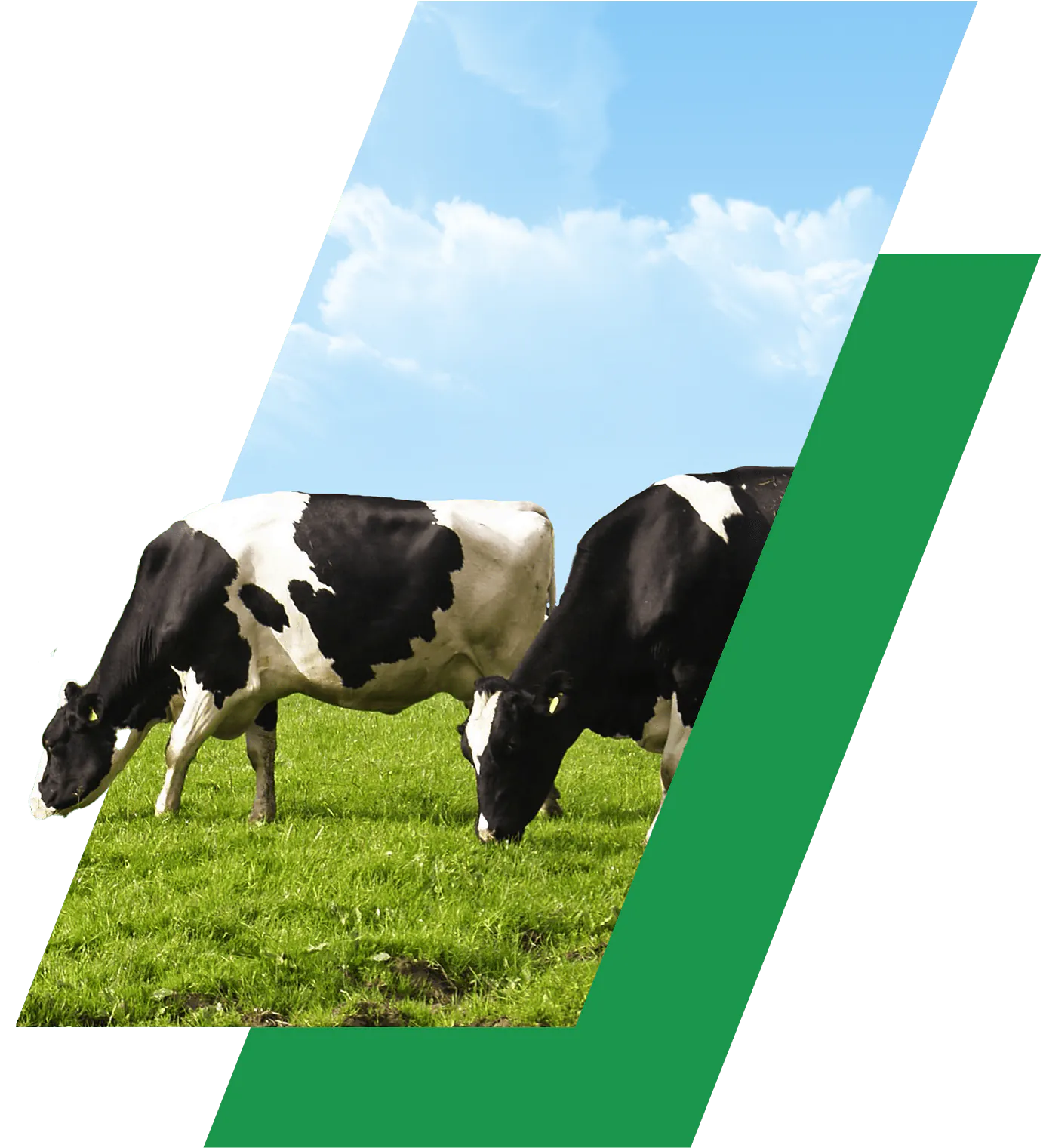 Cow Grazing