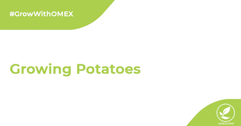 Growing potatoes cover image