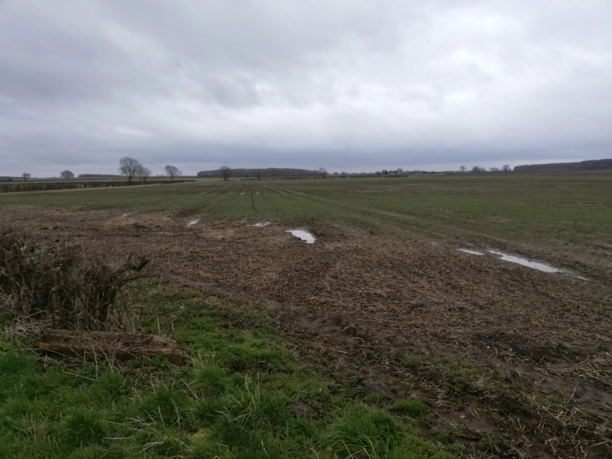 waterlogged wheat