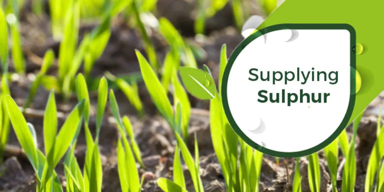 supplying sulphur