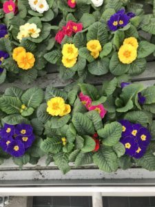 bold colourful plant | OMEX Agriculture