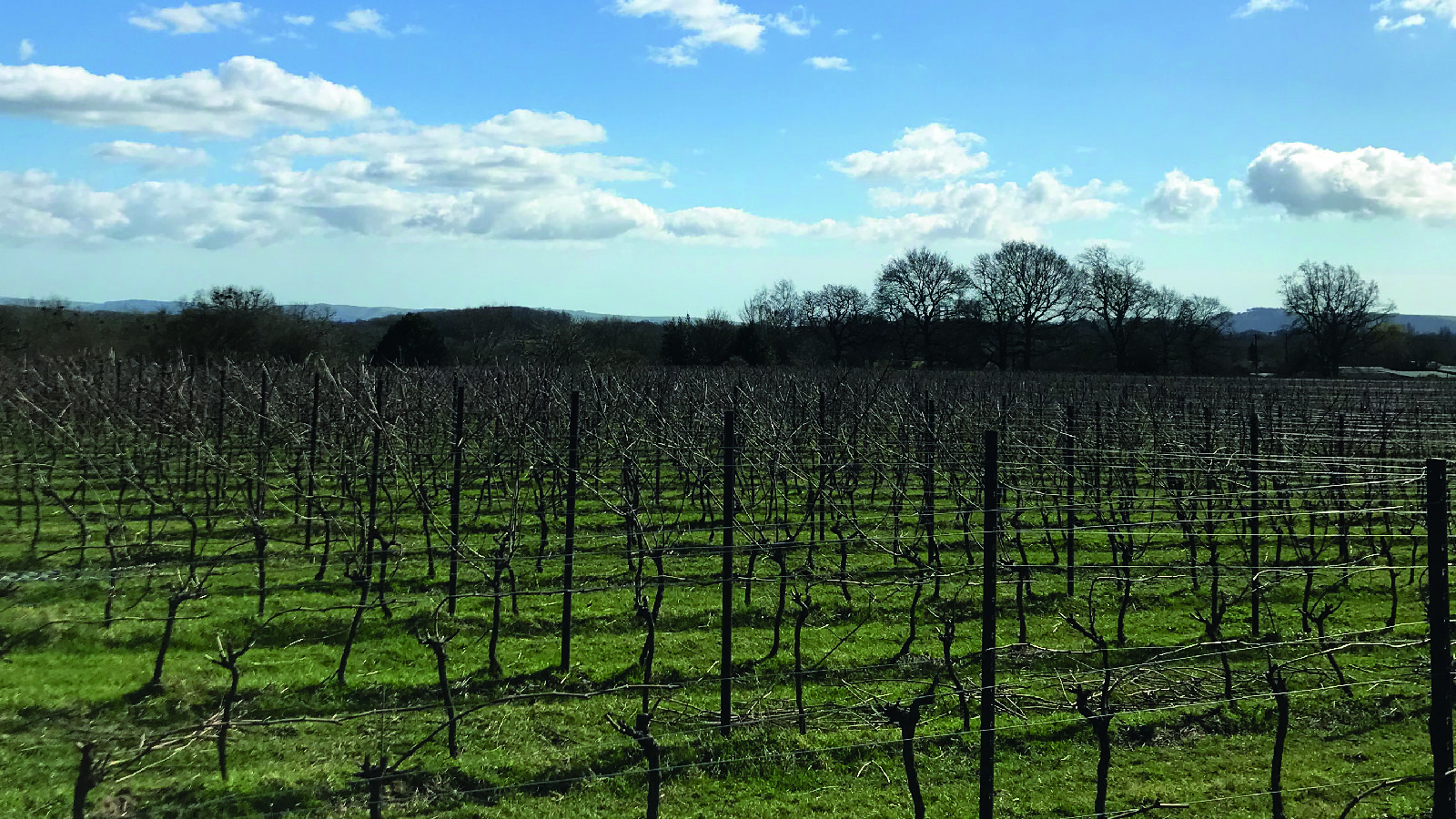 vineyard OMEX