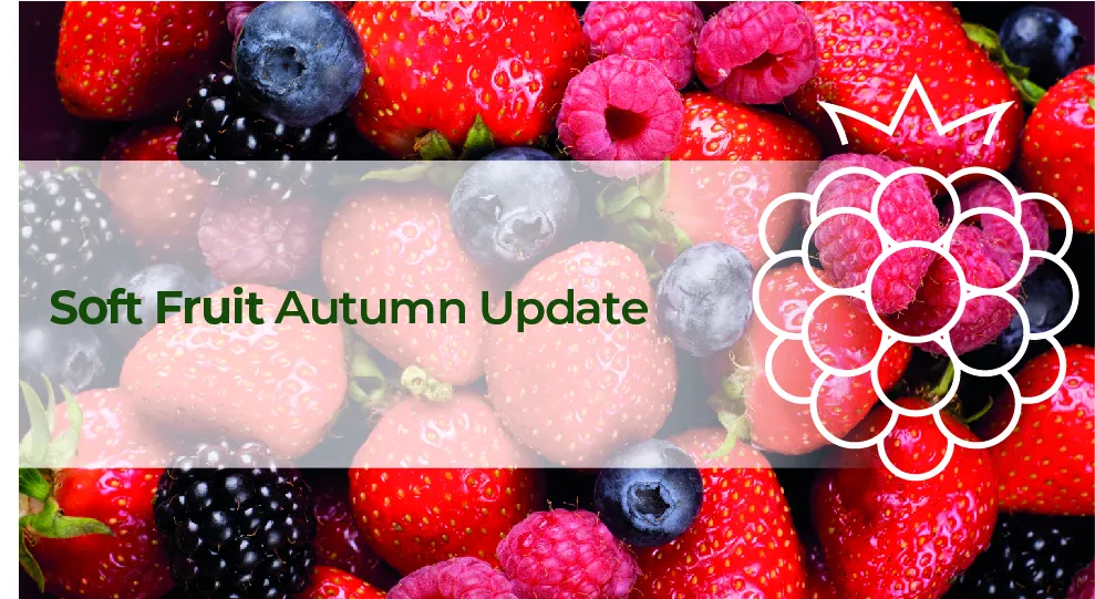 Soft Fruit Autumn Update Blog Image