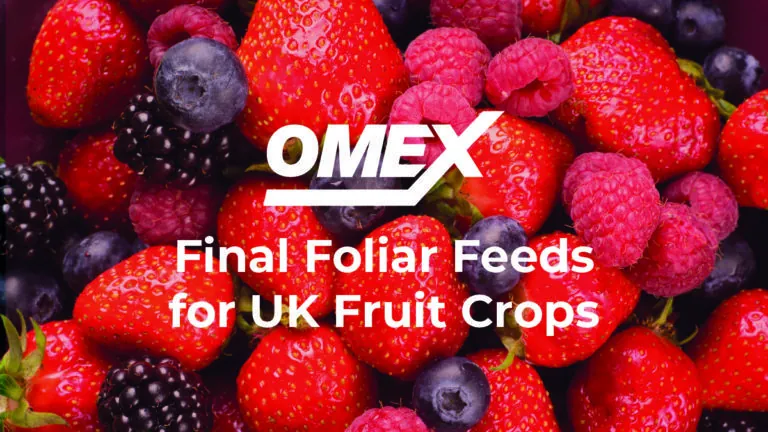 Final Foliar Feeds for UK Fruit Crops