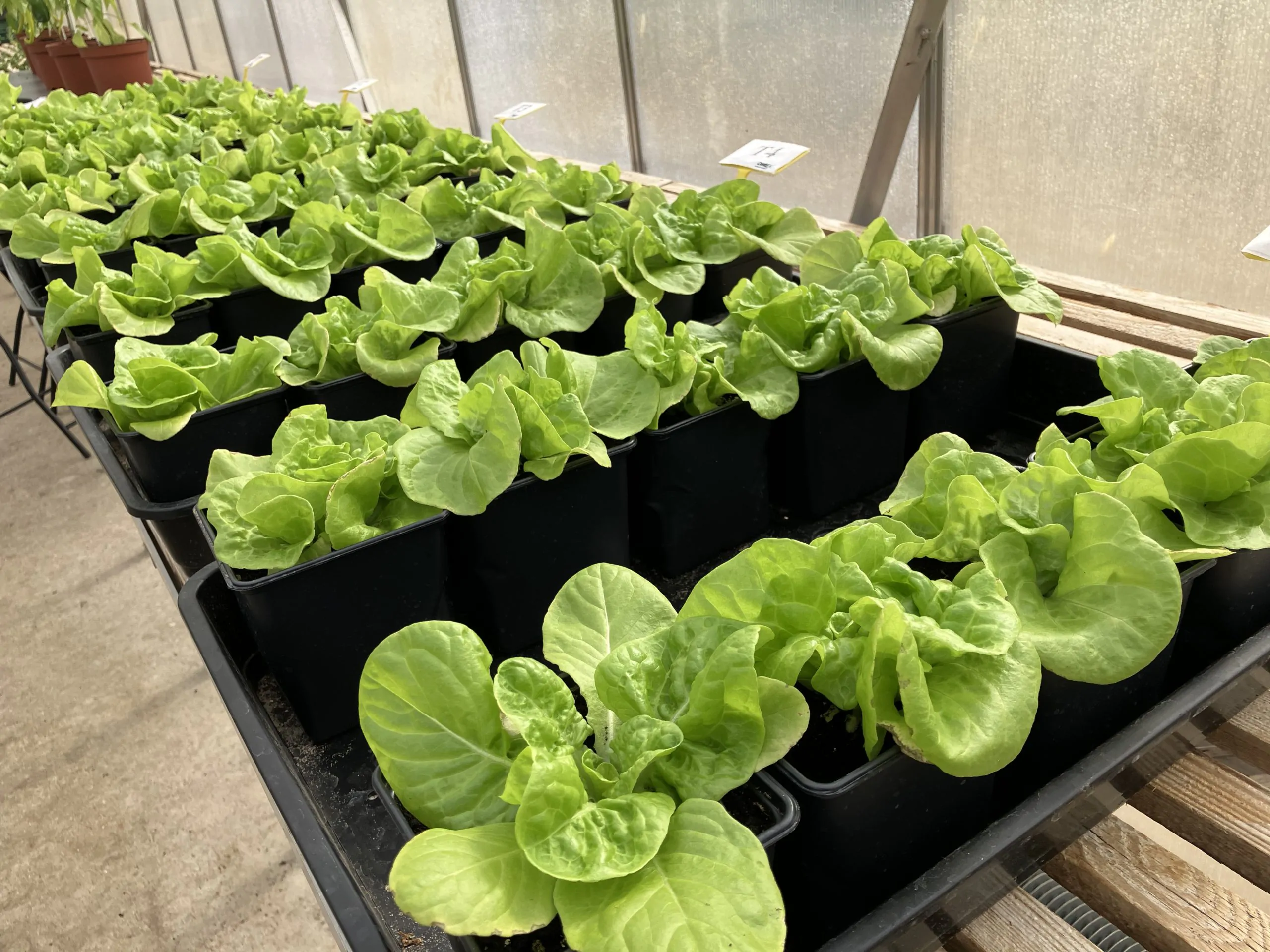 lettuces