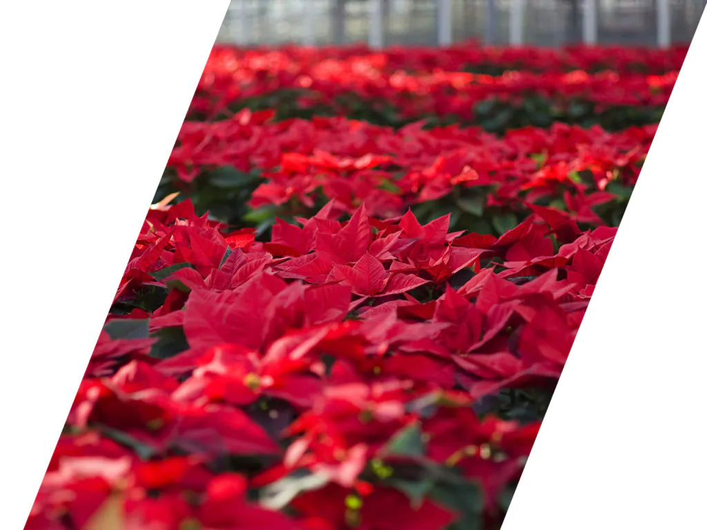 Poinsettia Horticultural Fertilisers