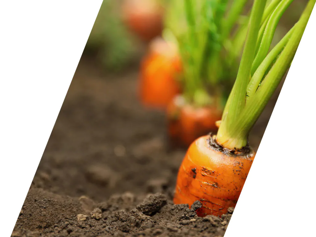 carrot OMEX