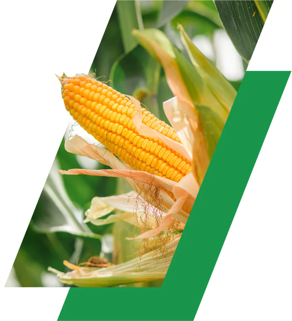 corn fertiliser