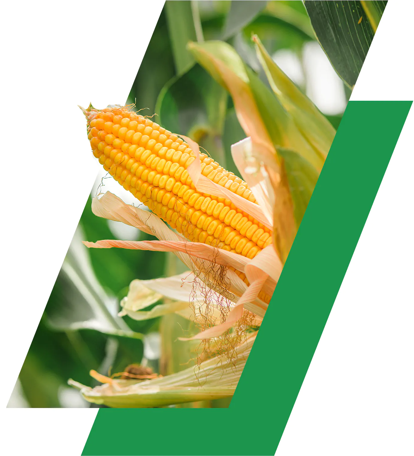 corn fertiliser