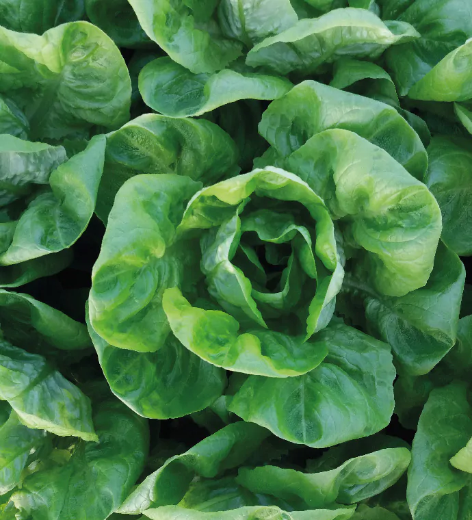 lettuce