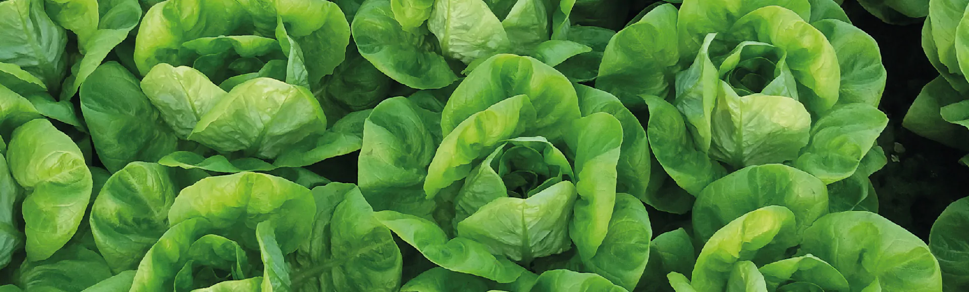 lettuce
