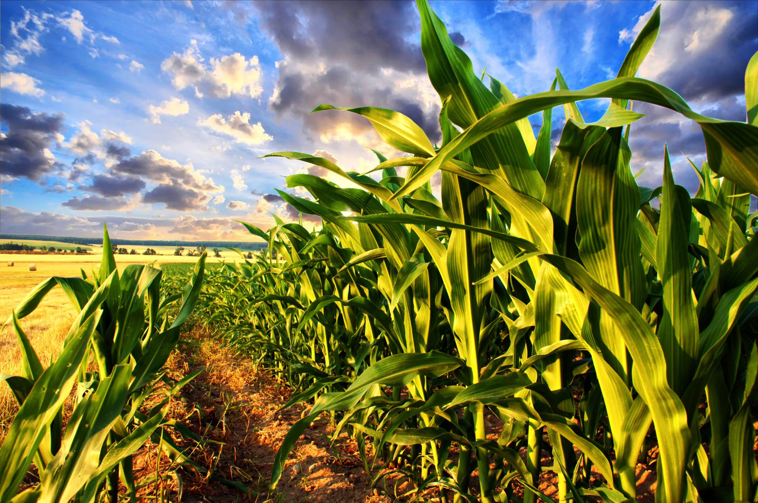 stock image of maize growing in a field