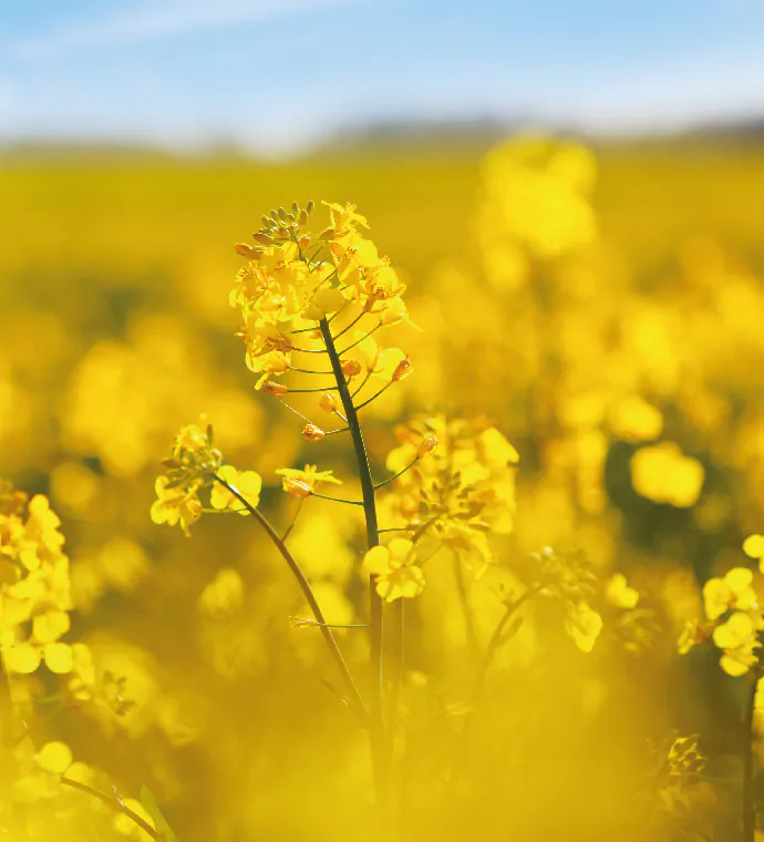 oilseed rape fertiliser