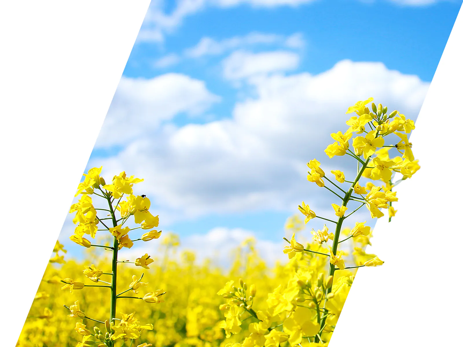 oilseed rape fertiliser