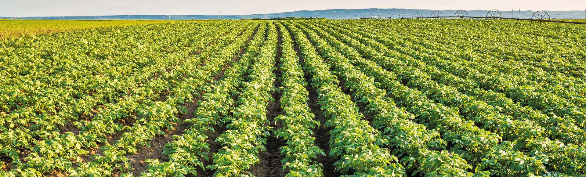 potato fertiliser and crop nutrition OMEX