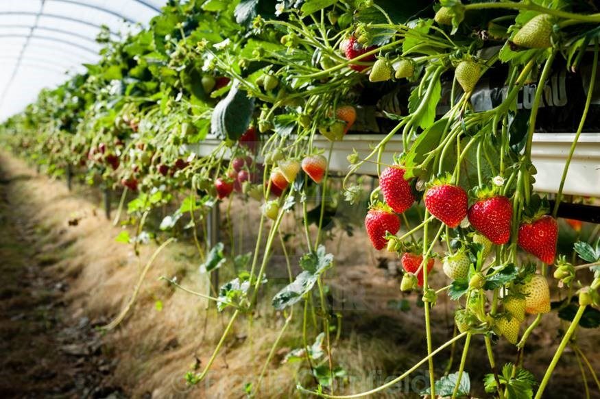 strawberries tabletop