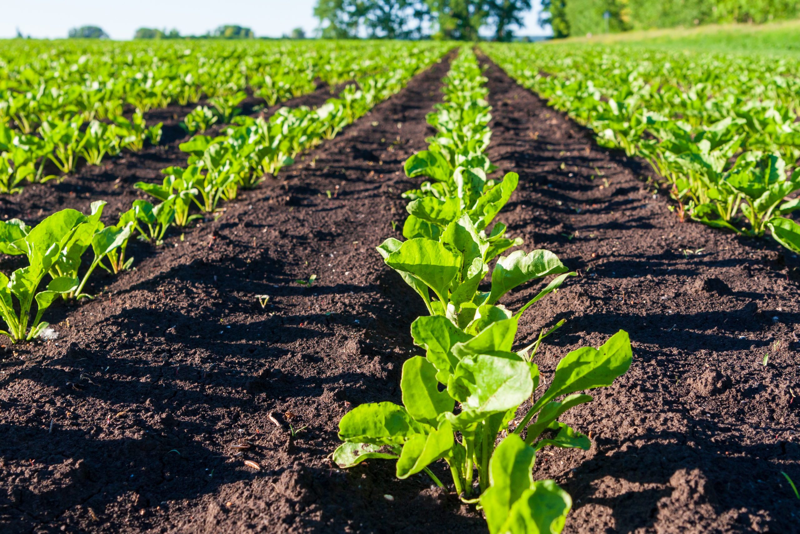 sugar beet nutrition | OMEX