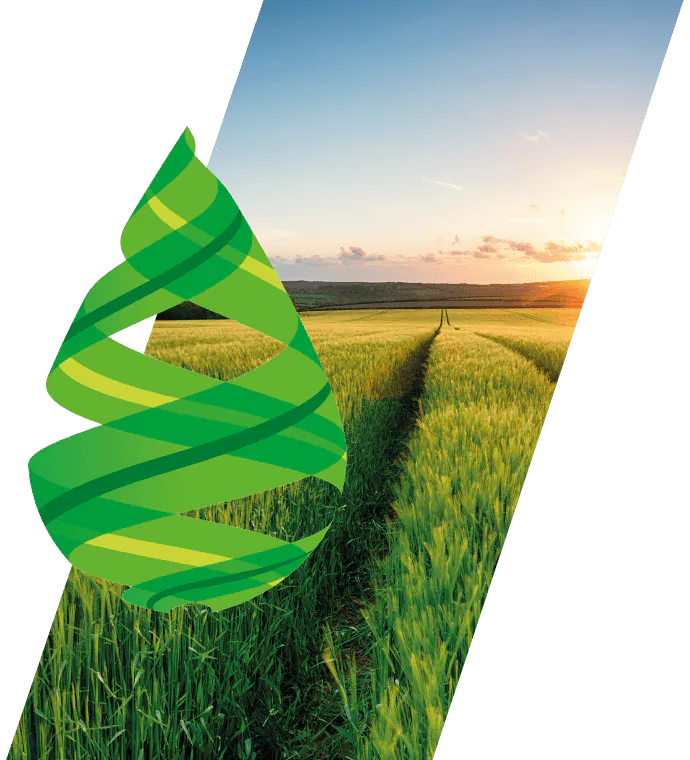 SAP Analysis Success Barley