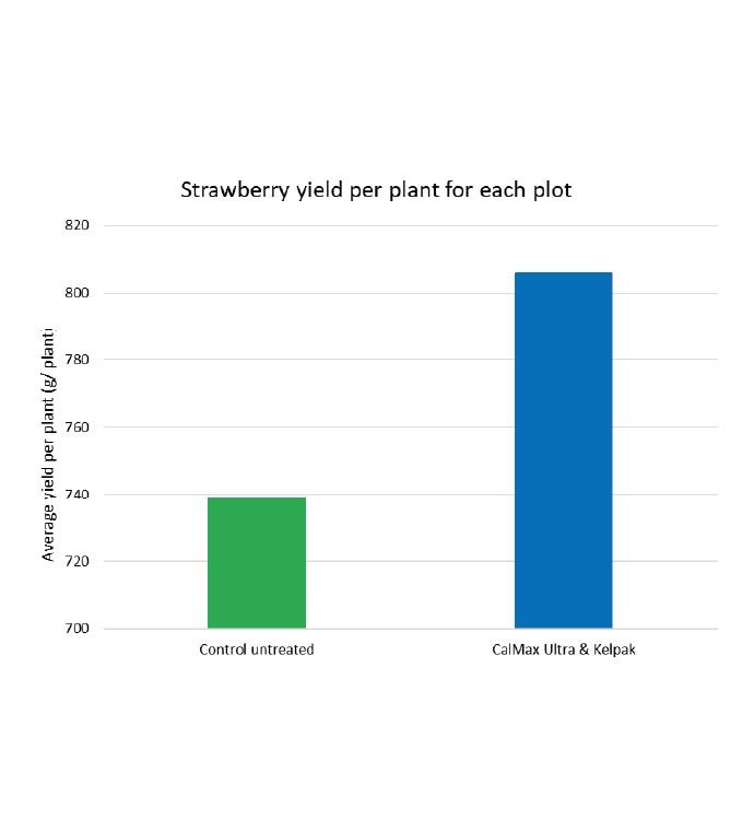Strawberry Trials CalMax Ultra