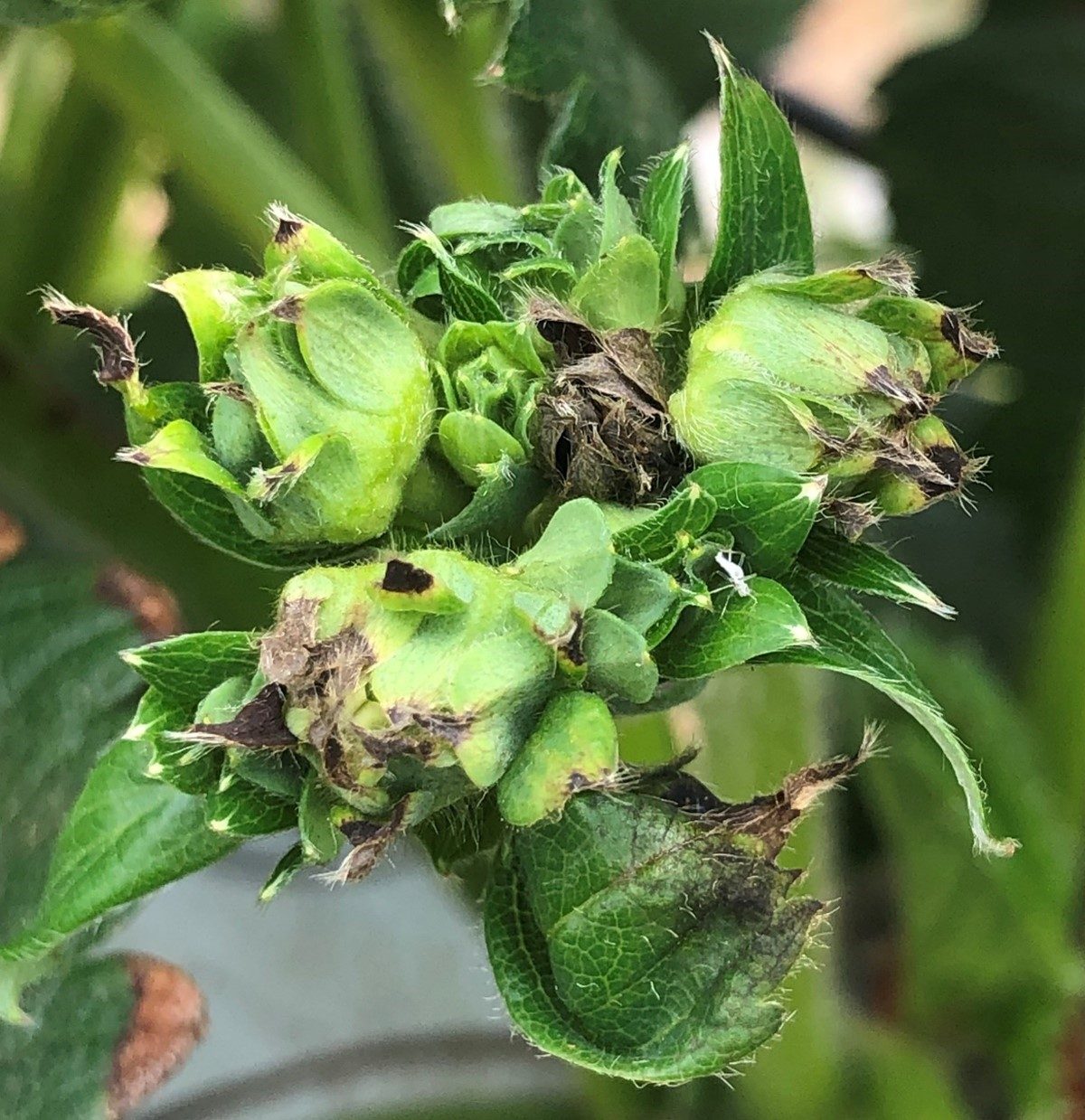 Calcium Deficiency On New Strawberry Flower Trusses
