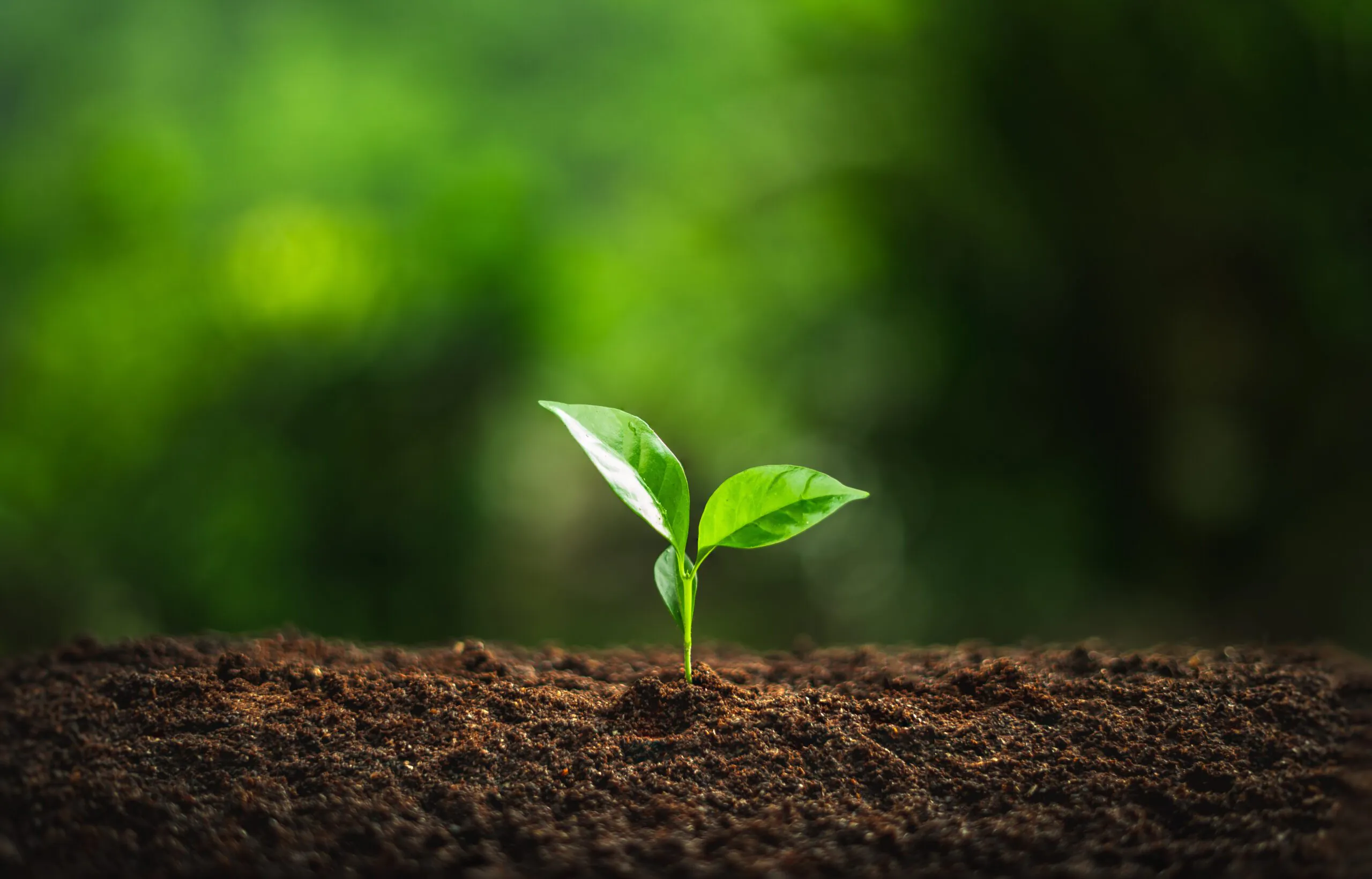 growing plant soil liquid fertiliser