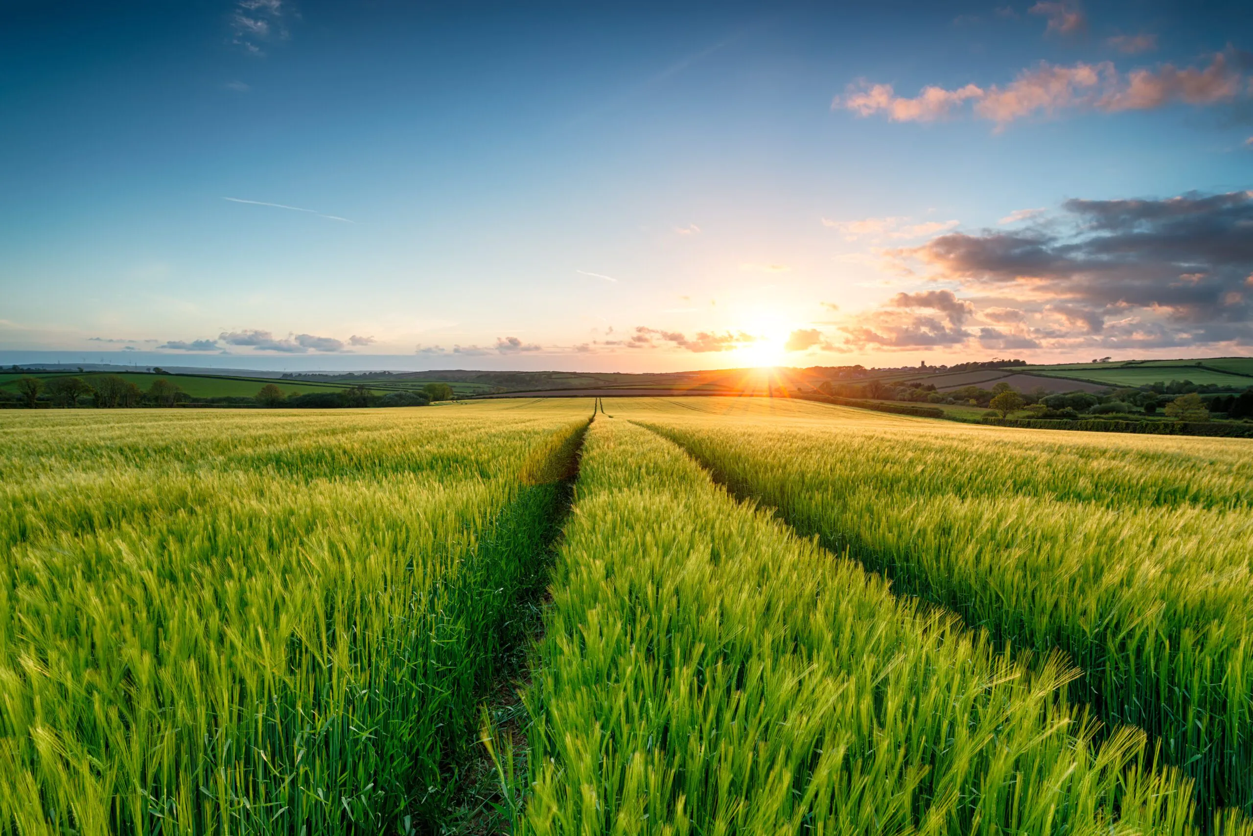 barley field cereals | Common problems solved with liquid fertilisers | OMEX