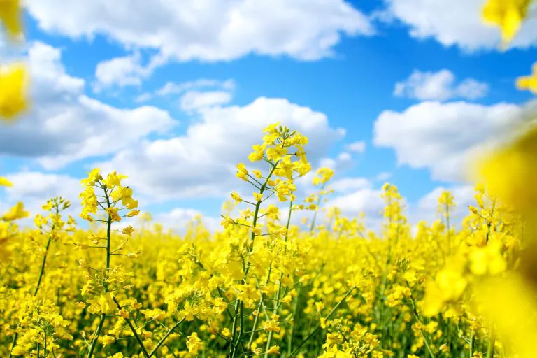 Rapeseed field | liquid fertiliser in changing weather conditions | OMEX Agriculture