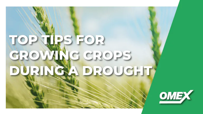 Top 3 Tips For Growing Crops During A Drought