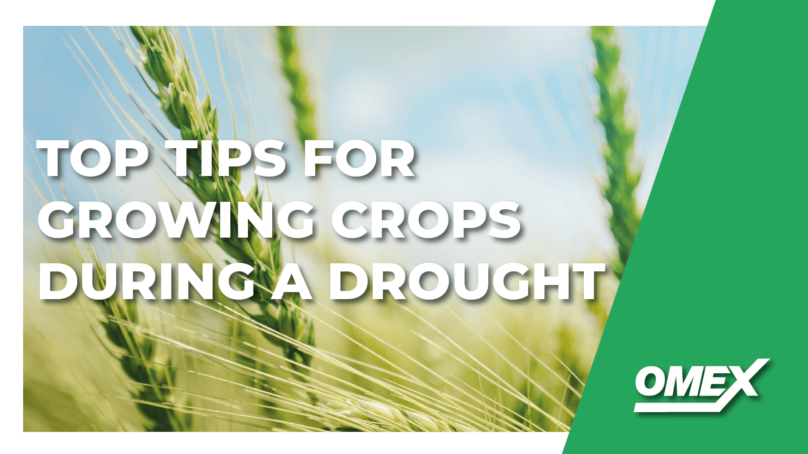 Top 3 Tips For Growing Crops During A Drought
