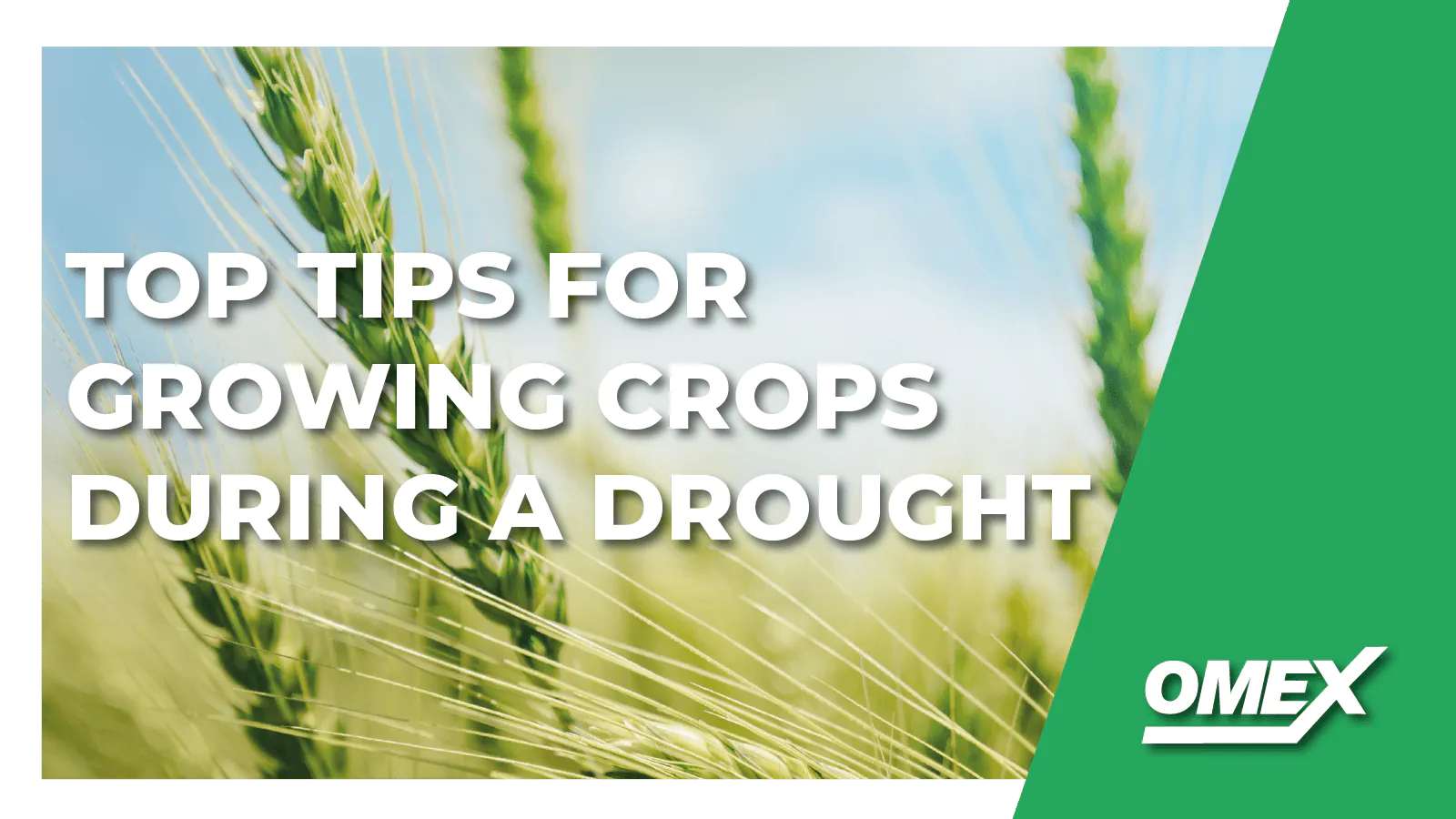 Top 3 Tips For Growing Crops During A Drought