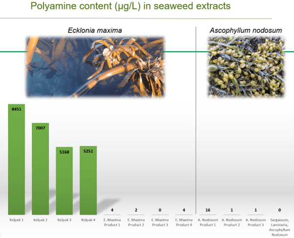 Polyamine Content of Kelpak