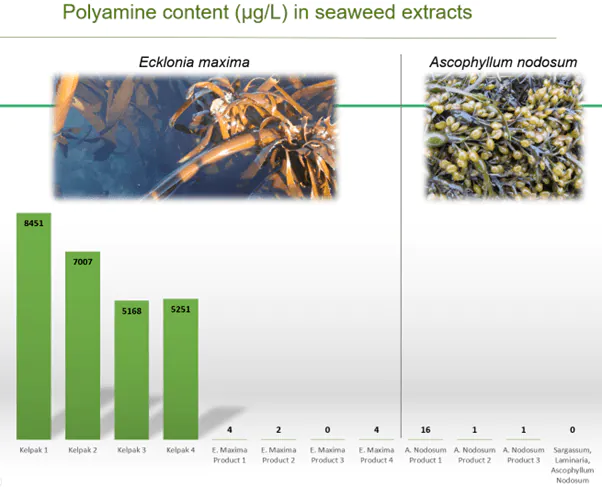 Polyamine Content of Kelpak