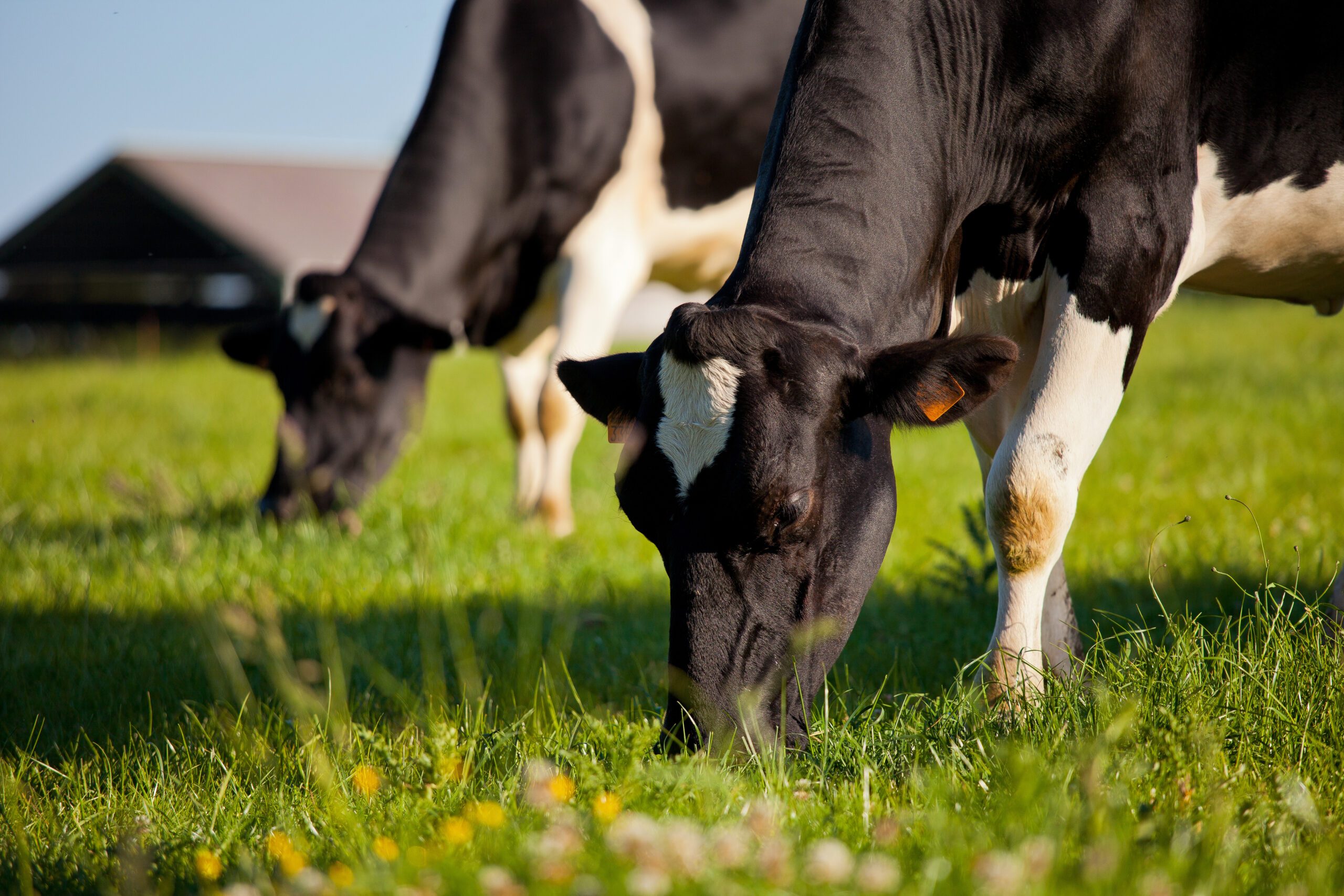 Nitrogen Plus Sulphur For Grassland