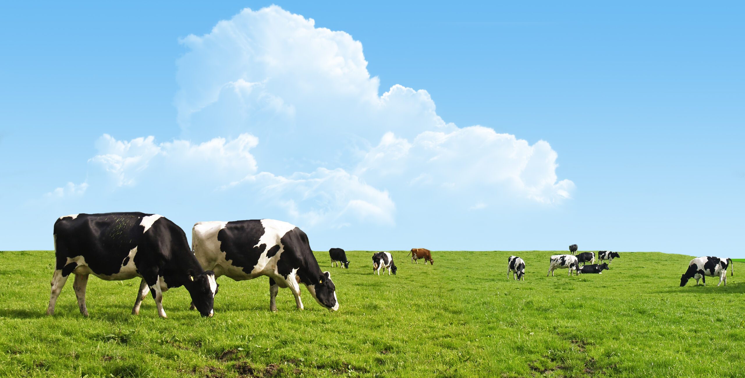 Grassland Fertiliser