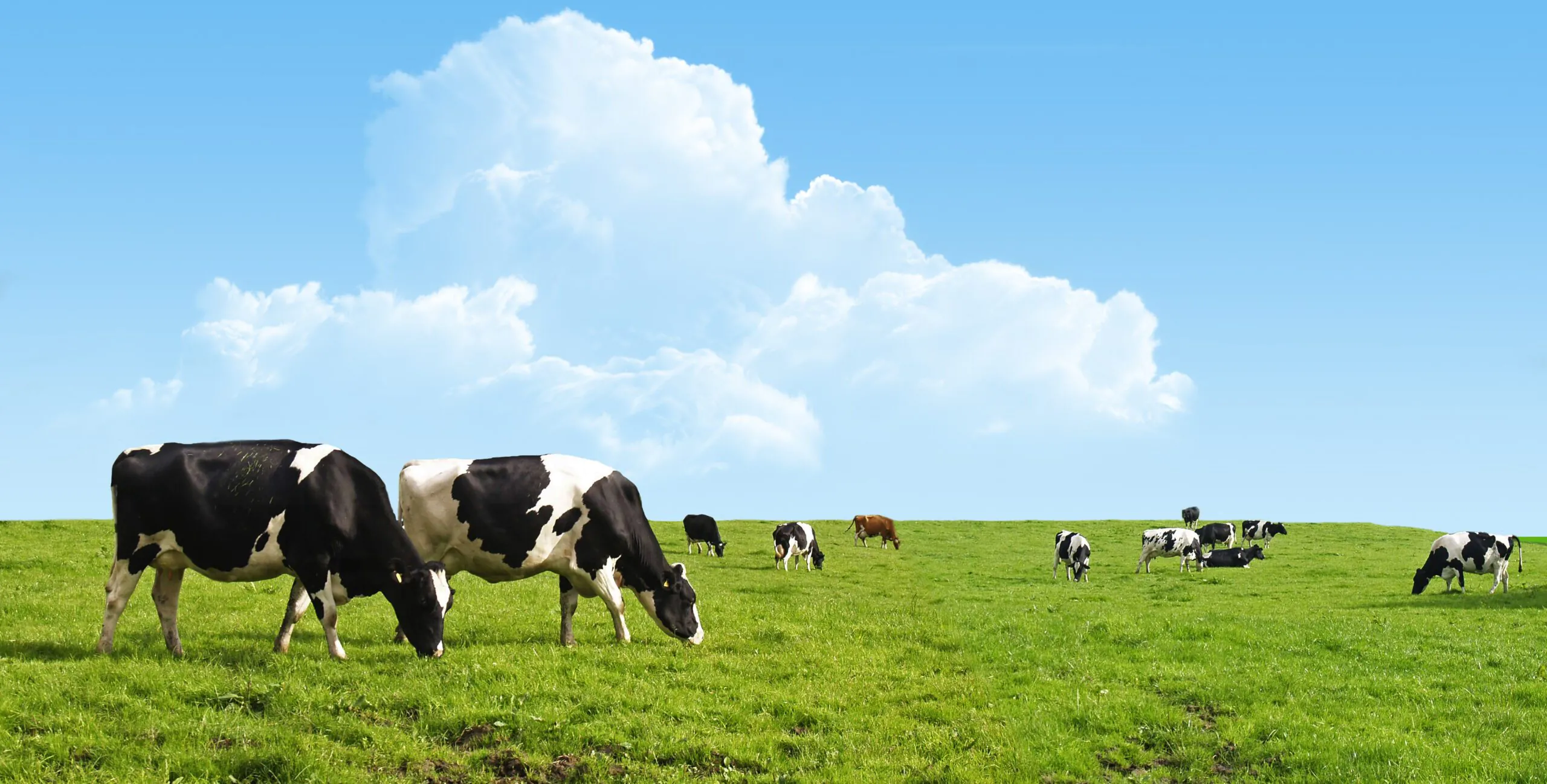 Grassland Fertiliser