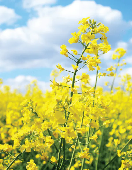 OMEX Crop Nutrition | Fertiliser Solutions