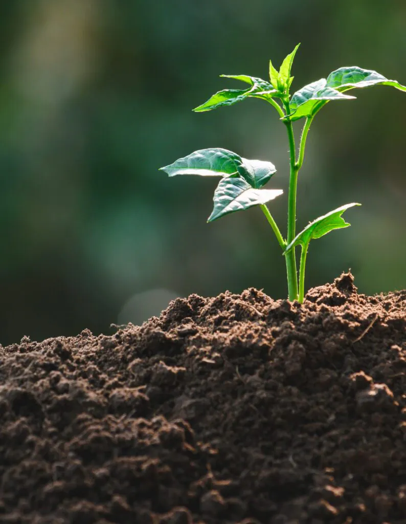 Plant sprout | Fortiflo | OMEX UK
