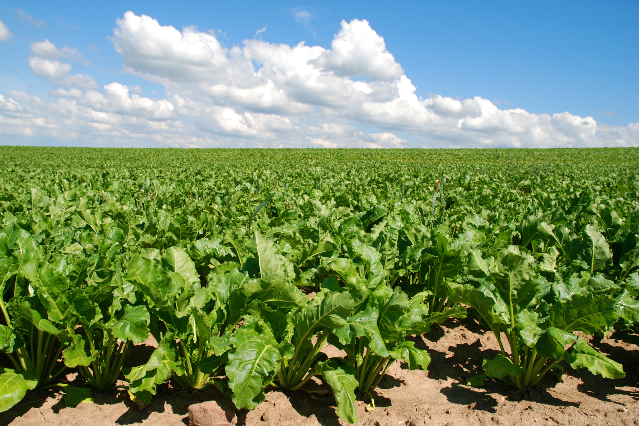 Is your sugar beet thirsty?