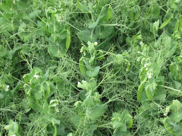 Nutritional Agronomy Note: OMEX Zynergy on pulse
