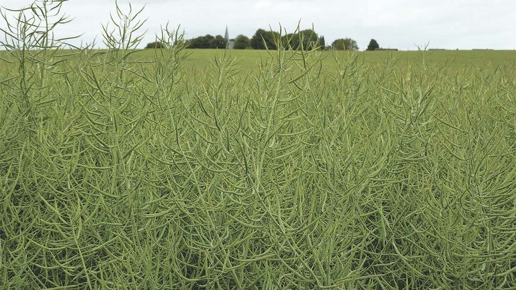 Nutritional Agronomy Note: Capitalise on your oilseed rape crop