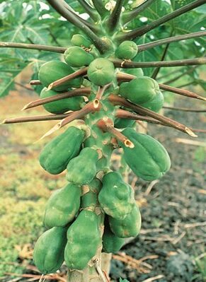symptoms of boron deficiency in papaya of various ages