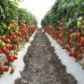 Garland Tomato Fertigation