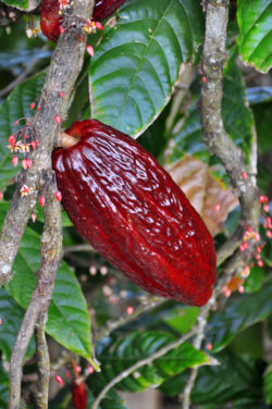 single Cocoa pod growing on a tree