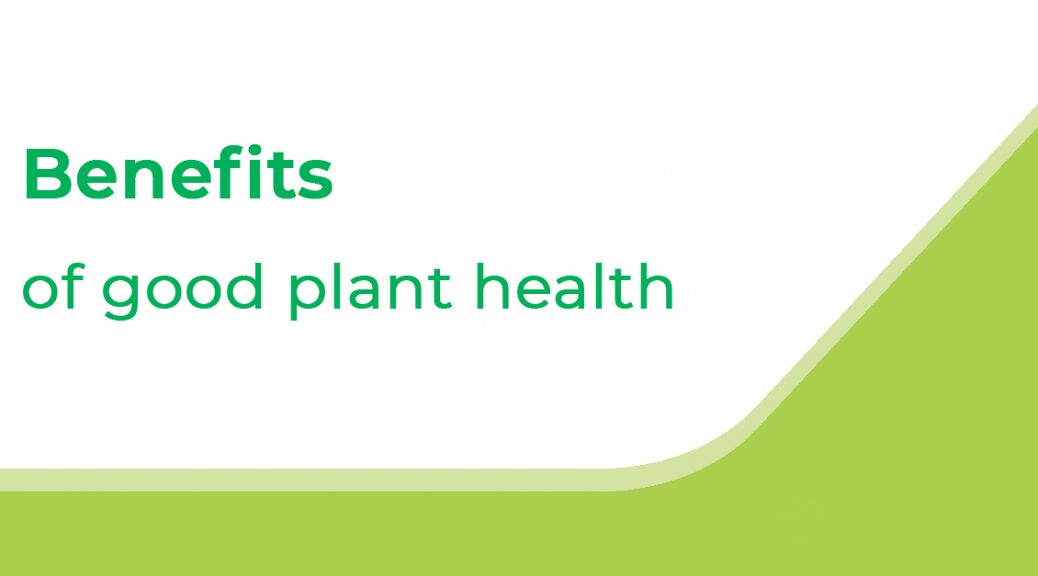 Soft Fruit – Benefits of Good Plant Health
