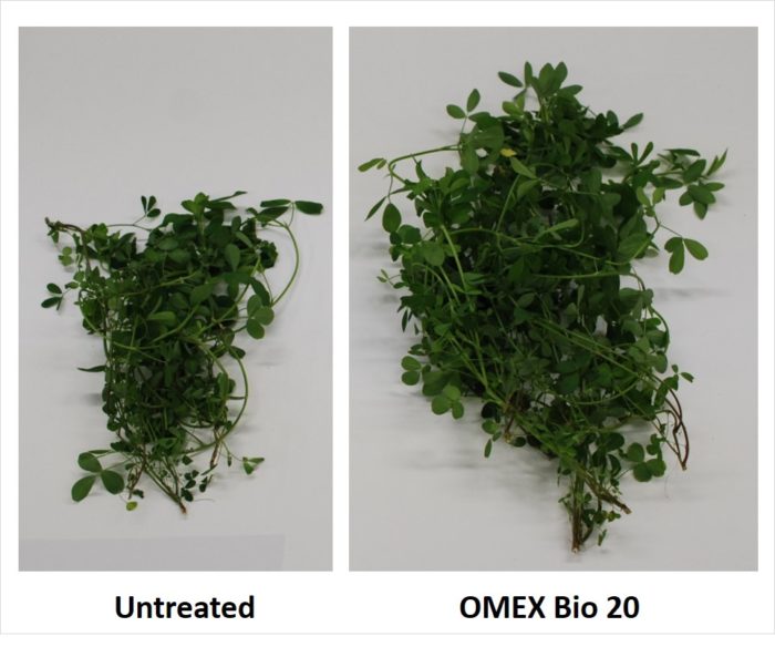 Benefits of Omex Bio 20 on Alfalfa