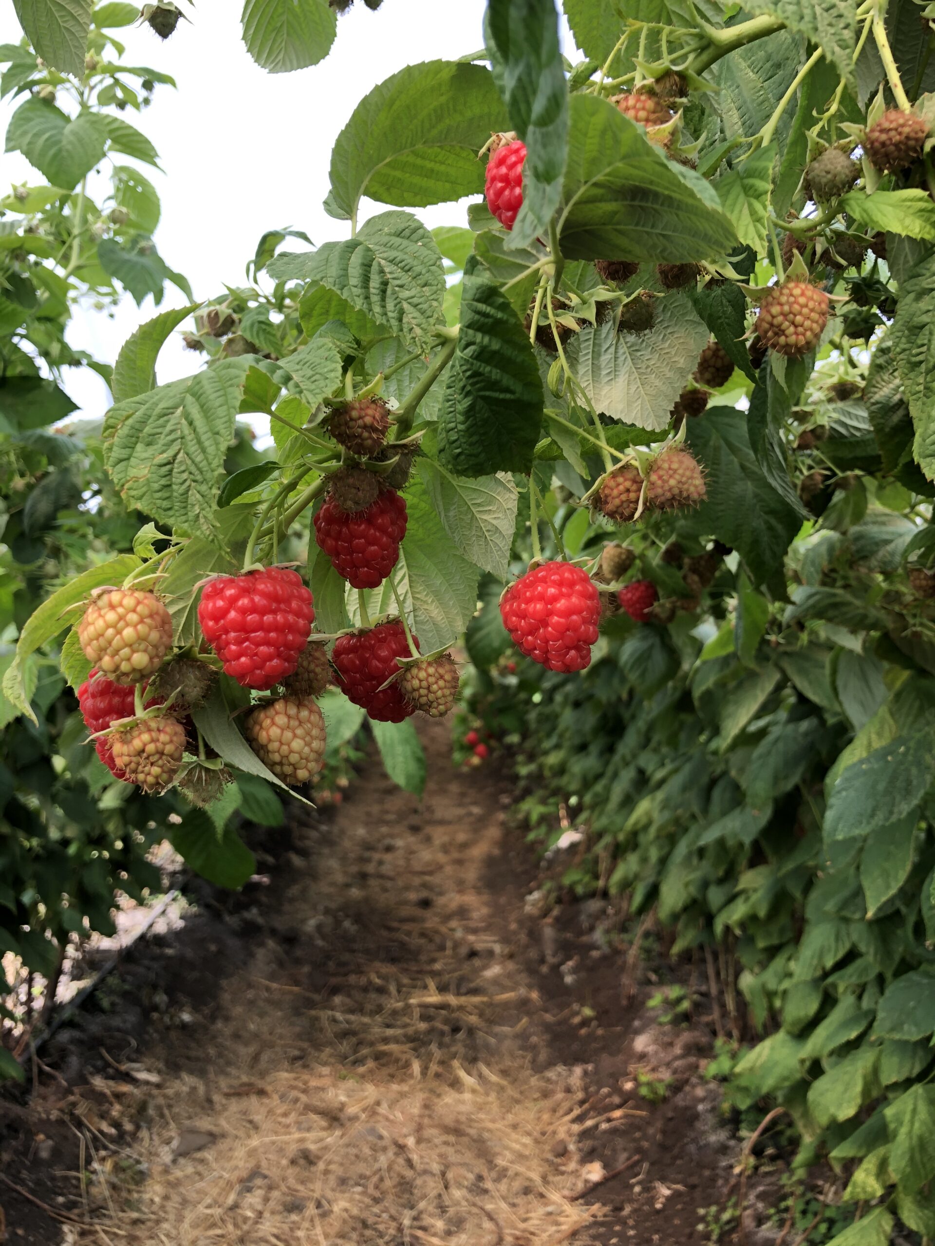 How to grow perfect raspberries