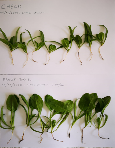 omex treated baby spinach has leaf system