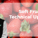 Soft Fruit Update Strawberry
