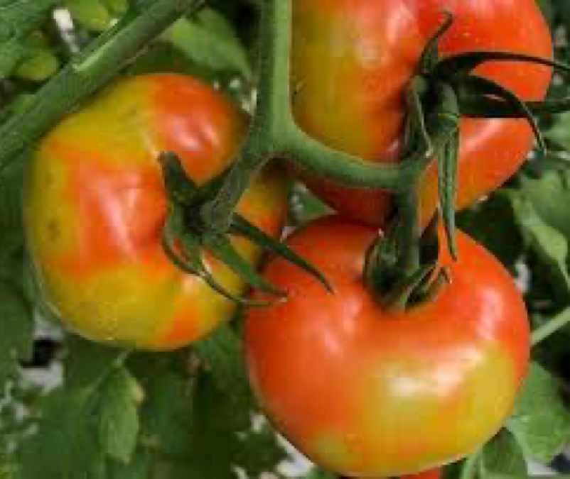 Eliminate (ToBRFV) with Zynergy – Commercial Tomato Production