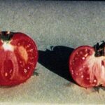 potassium deficiency in tomatoes